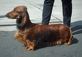 Kızıl uzun saçlı dachshund