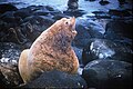 Steller sea lion bull marine mammal eumetopias jubatus.jpg