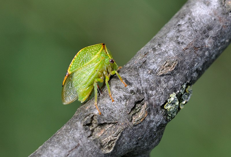 File:Stictocephala bisonia qtl6.jpg