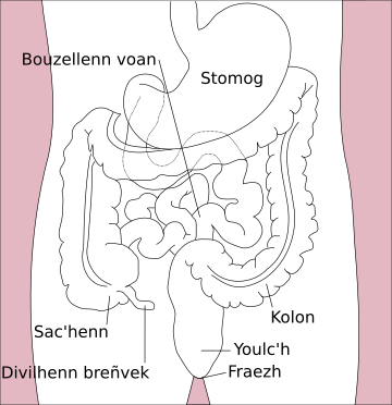 File:Stomach colon rectum diagram-br.svg