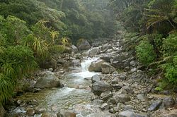 Stream on Heaphy Track.jpg