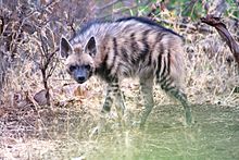 Pruhovaná hyena stojící před suchým kartáčem.