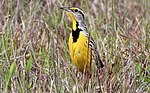 Thumbnail for File:Sturnella magna (Eastern Meadowlark) 37.jpg