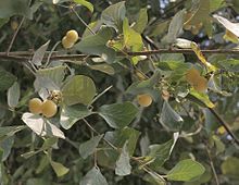 Styrax officinalis resin was mainly used in antiquity Styrax officinalis.jpg