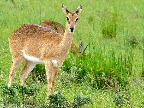 Image: Sudan Oribi (Ourebia montana) female (18199933351)