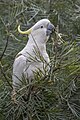 * Nomination Sulphur-crested cockatoo (Cacatua galerita) --Charlesjsharp 11:37, 27 February 2024 (UTC) * Withdrawn  Oppose Even Topaz cannot make it a QI --Poco a poco 17:07, 27 February 2024 (UTC) I withdraw my nomination Very true. Nominated in error. Charlesjsharp 11:01, 28 February 2024 (UTC)