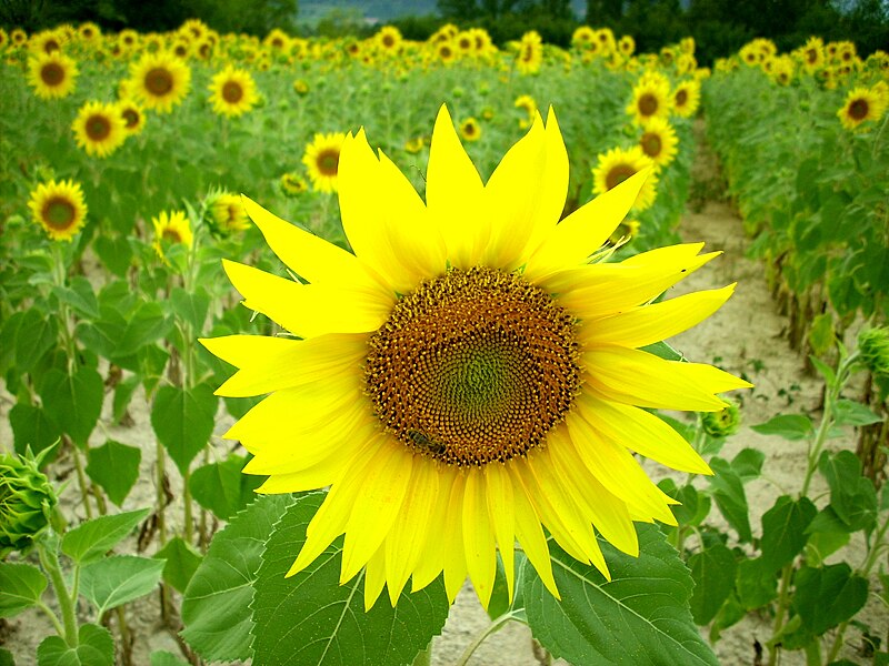 File:Sunflower Ardeche.jpg