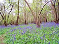 Charnwood Forest hija passaġġ bl-għoljiet fil-majjistral ta' Leicestershire, l-Ingilterra, imdawwar ma' Leicester, Loughborough u Coalville