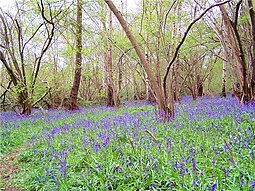 Bluebells in Swithland Wood Swithland woods 2006-05-02 036web2.jpg