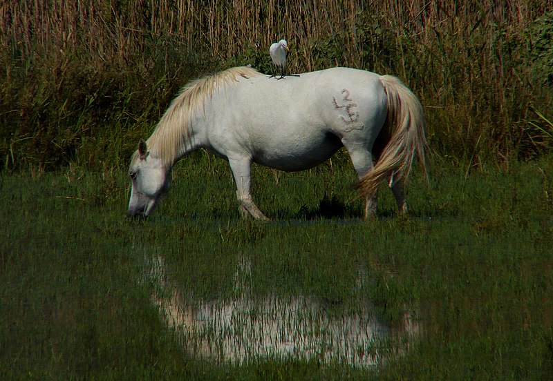 File:SymbioseCamargue.jpg