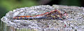 * Nomination Sympetrum striolatum, Common Darter dragonfly (female) --Stu's Images 21:59, 26 April 2016 (UTC) * Promotion Truly excellent. Possible FP? The only thing that distrubs a little is the surface the insect is sitting on, but that allows us to see the wings since they aren't moving. --Peulle 22:12, 26 April 2016 (UTC)*  Comment Thanks for the comment, I'll think about FP but I agree the about the background really --Stu's Images 21:24, 28 April 2016 (UTC)