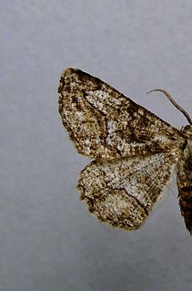 <i>Synopsia</i> (moth) Genus of moths