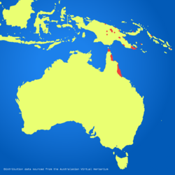 Syzygium-tierneyanum-distribution-map.png