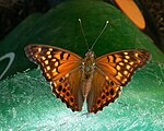 Asterocampa clyton (tawny emperor). Adult, dorsal view.