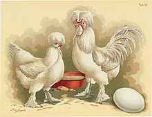 Tab41 chickens (poultry album, Jean Bungartz, 1885) .jpg