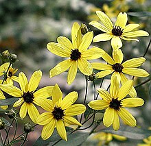 Биік coreopsis.jpg