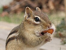 An eastern chipmunk placing food in its cheek pouch Tamia striatus eating.jpg