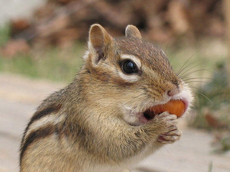 File:Tamia striatus eating.jpg