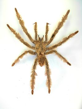 Tapinauchenius elenae