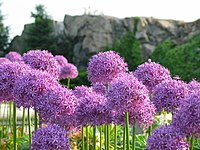 Inflorescencias de Allium. Las umbelas son típicas en las Aliáceas.