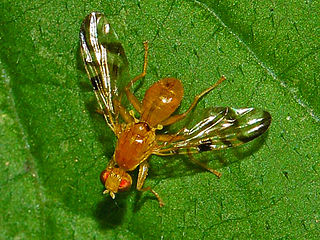 <i>Acidia cognata</i> Species of fly