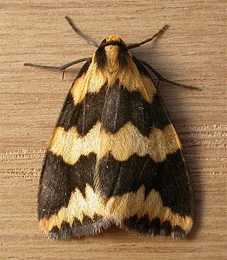 <i>Termessa shepherdi</i> Species of moth