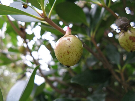 モッコク（木斛）の実,Ternstroemia gymnanthera