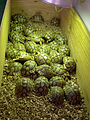 Intercepted shipment of Kleinmann's tortoise from Libya for the illegal pet market, port of Genoa, 2005.