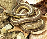 A living Thamnophis sirtalis, or common garter snake Thamnophis sirtalis sirtalis Wooster.jpg