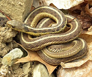 Obyčejný podvazkový had zde má jmenovitou formu Thamnophis sirtalis sirtalis