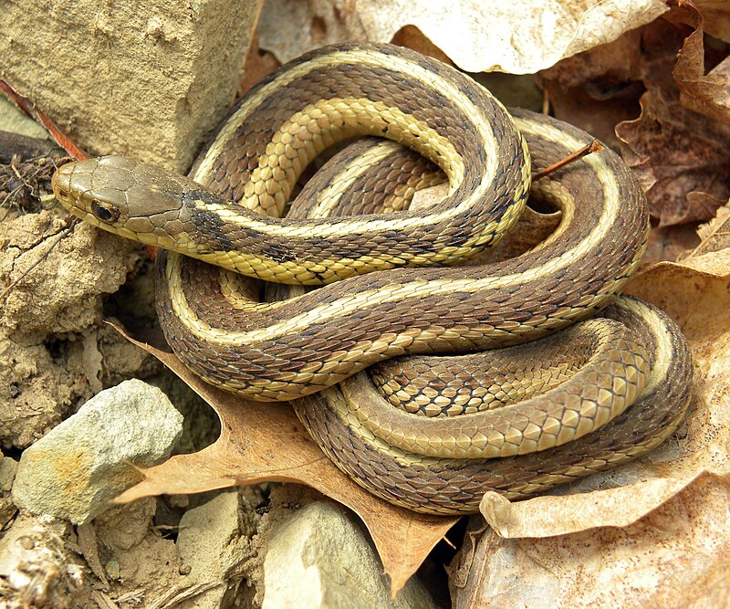 black snake with yellow stripes