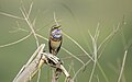 * Nomination: The Bluethorat bird in manohara bhaktapur nepal, it migrates to nepal in summer from europe. By User:Prasan Shrestha --Nabin K. Sapkota 07:11, 31 March 2024 (UTC) * * Review needed