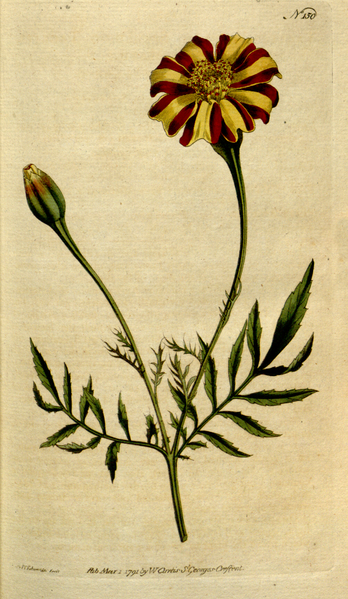 File:The Botanical Magazine, Plate 150 (Volume 5, 1792).png