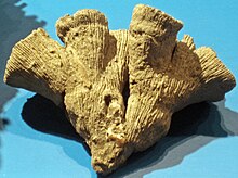 Thecosmilia annularis (fossil scleractinian coral) (Jurassic; Weymouth, England) (35396422650).jpg