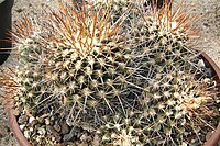 Thelocactus tulensis pm.jpg