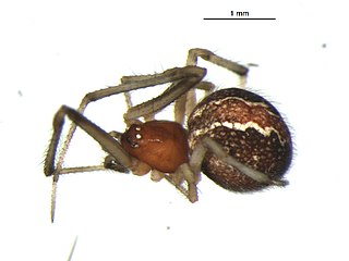 <i>Theridion differens</i> Species of spider