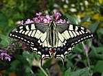 Old World Swallowtail