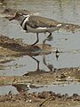 Three banded plover in Tanzania 3108 cropped Nevit.jpg