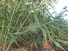 Thysanolaena latifolia (28).JPG