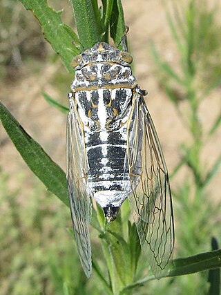 <i>Hadoa</i> Genus of true bugs