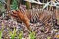Tiger in zoo easily seen: but at home it blends with the long grass.