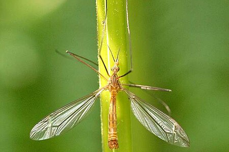 Tipula lunata