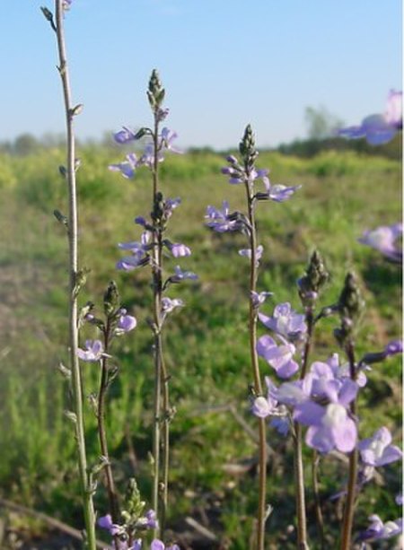 Nuttallanthus canadensis