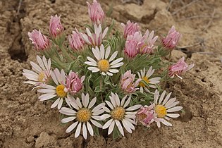 Townsendia florifer