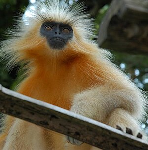 Zlatý langur