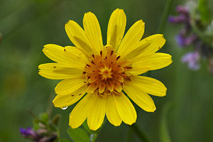 Tragopogon pratensis (Meadow Salsify)