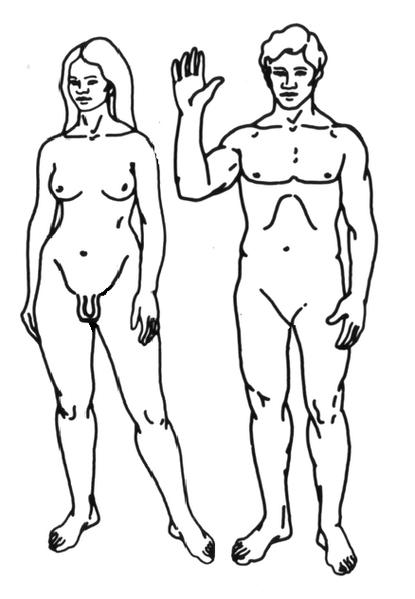 File:Transgender woman and transgender man line drawings.png