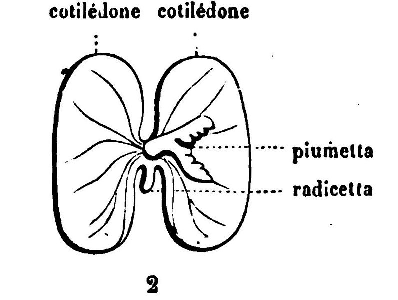 File:Trattato completo di agricoltura I fig003.jpg