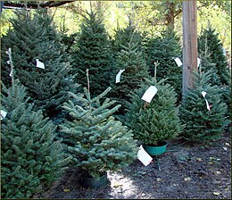 Albero Di Natale: Tipi di alberi usati, Ornamenti, Storia