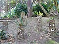 Tocones con caras en el jardín botánico La Concepción, 2023-02-12.